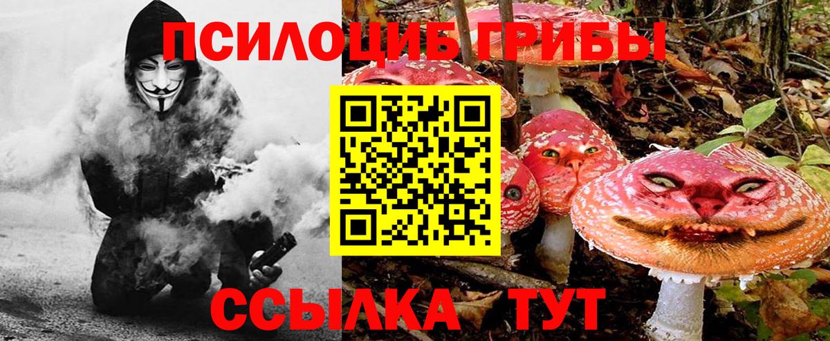 Галлюциногенные грибы Psilocybe Надым